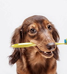 אילוסטרציה/שאטרסטוק/השיניים של כלבים דומים מאוד לשיני בני האדם